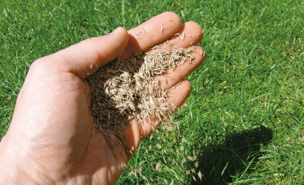Все, что необходимо знать о неприхотливой газонной траве полевице побегоносной